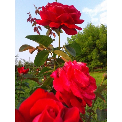 Róża wielkokwiatowa DAMA DE COEUR art. nr  511